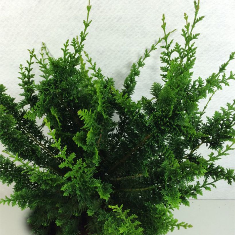 Chamaecyparis obtusa Teddy Bear - Hinoki Cypress (Plant habit)