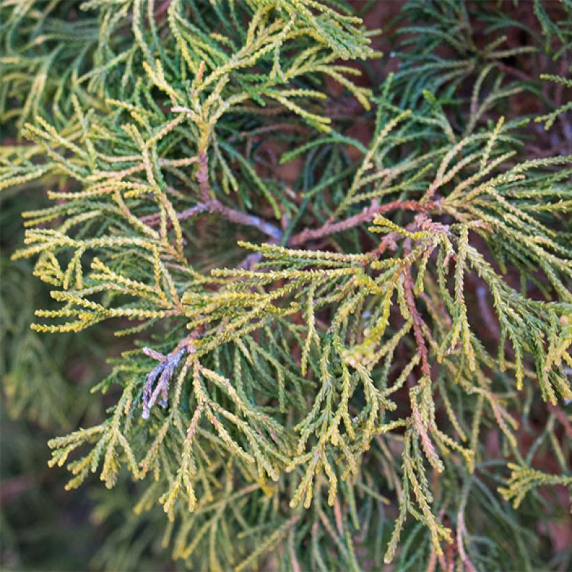 Chamaecyparis obtusa Tsatsumi Gold - Hinoki Cypress (Foliage)