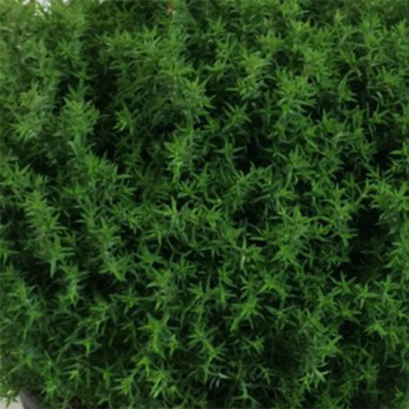 Chamaecyparis obtusa Wissel - Hinoki Cypress (Foliage)