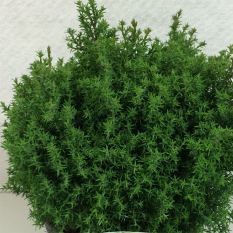 Chamaecyparis obtusa Wissel - Hinoki Cypress (Plant habit)