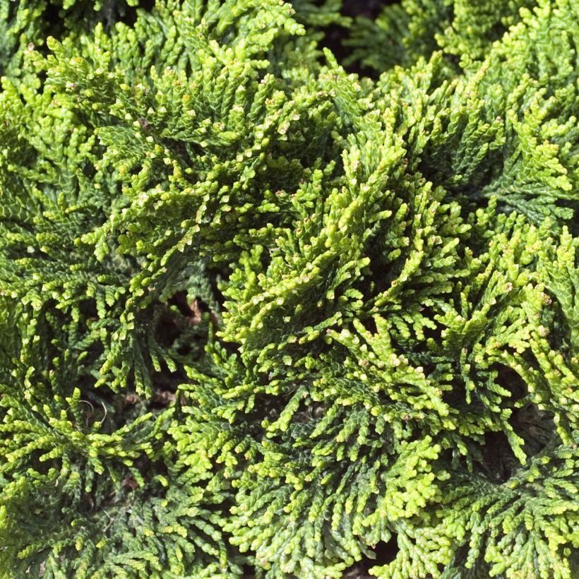 Chamaecyparis obtusa Contorta - Hinoki Cypress (Foliage)