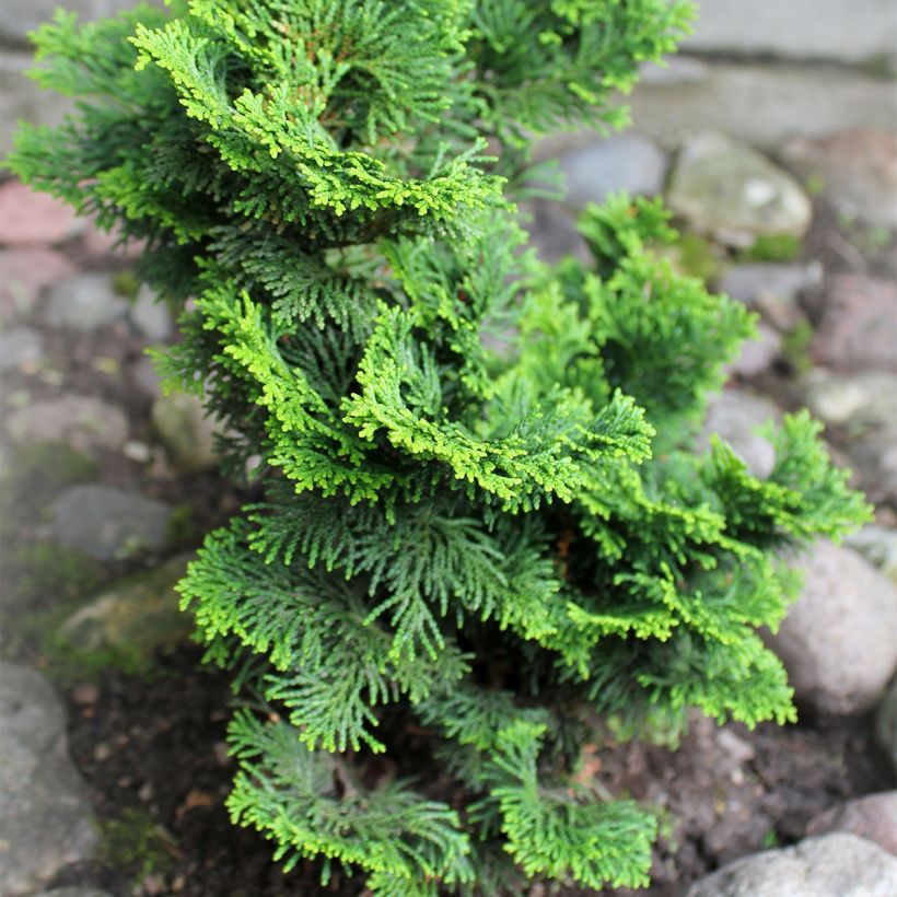 Chamaecyparis obtusa Contorta - Hinoki Cypress (Plant habit)