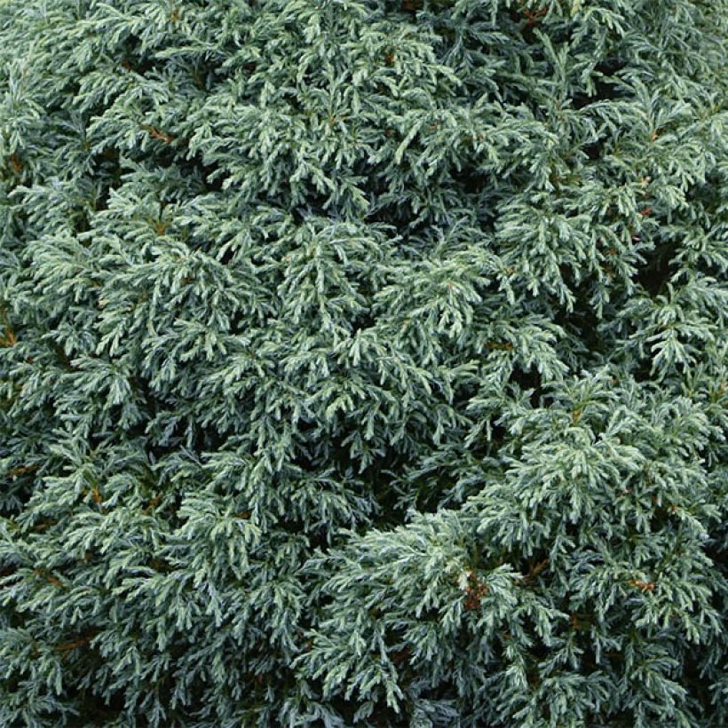 Chamaecyparis pisifera Baby Blue - Sawara Cypress (Foliage)