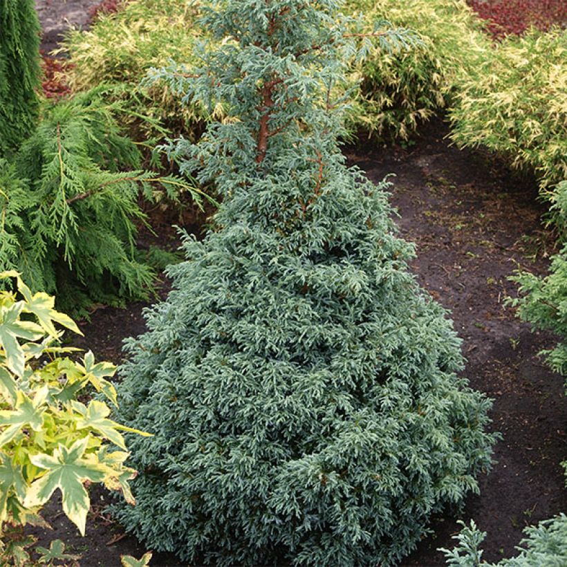 Chamaecyparis pisifera Baby Blue - Sawara Cypress (Plant habit)