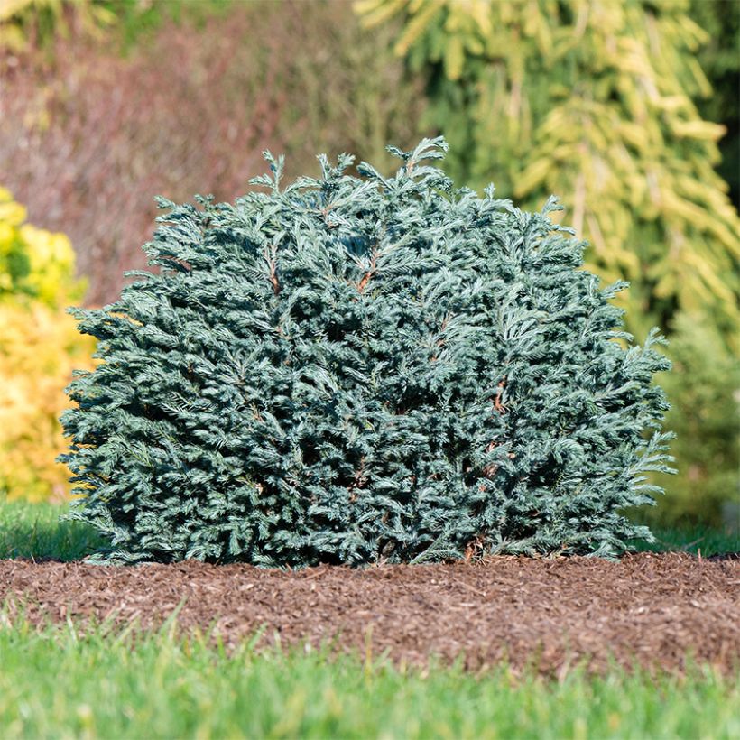 Chamaecyparis pisifera Blue Moon - Sawara Cypress (Plant habit)