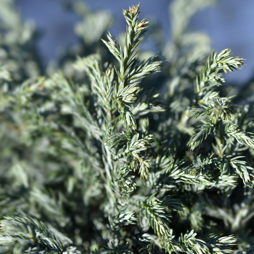 Chamaecyparis pisifera Blue Moon - Sawara Cypress (Foliage)