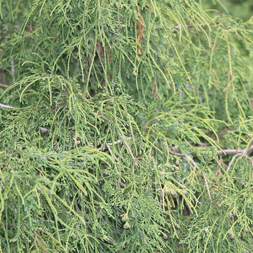 Chamaecyparis pisifera Filifera - Sawara Cypress (Foliage)