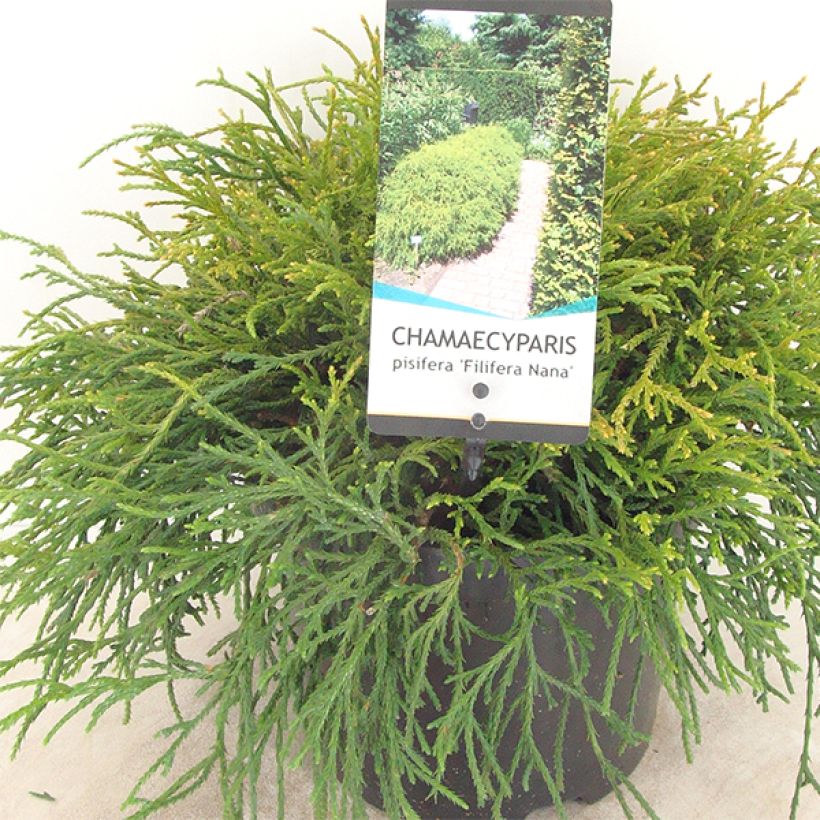 Chamaecyparis pisifera Filifera Nana - Sawara Cypress (Plant habit)