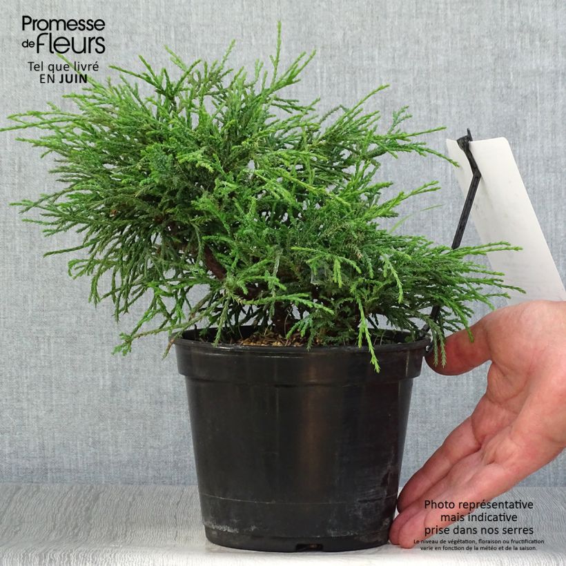 Chamaecyparis pisifera Filifera Nana - Sawara Cypress 2L/3L pot sample as delivered in summer
