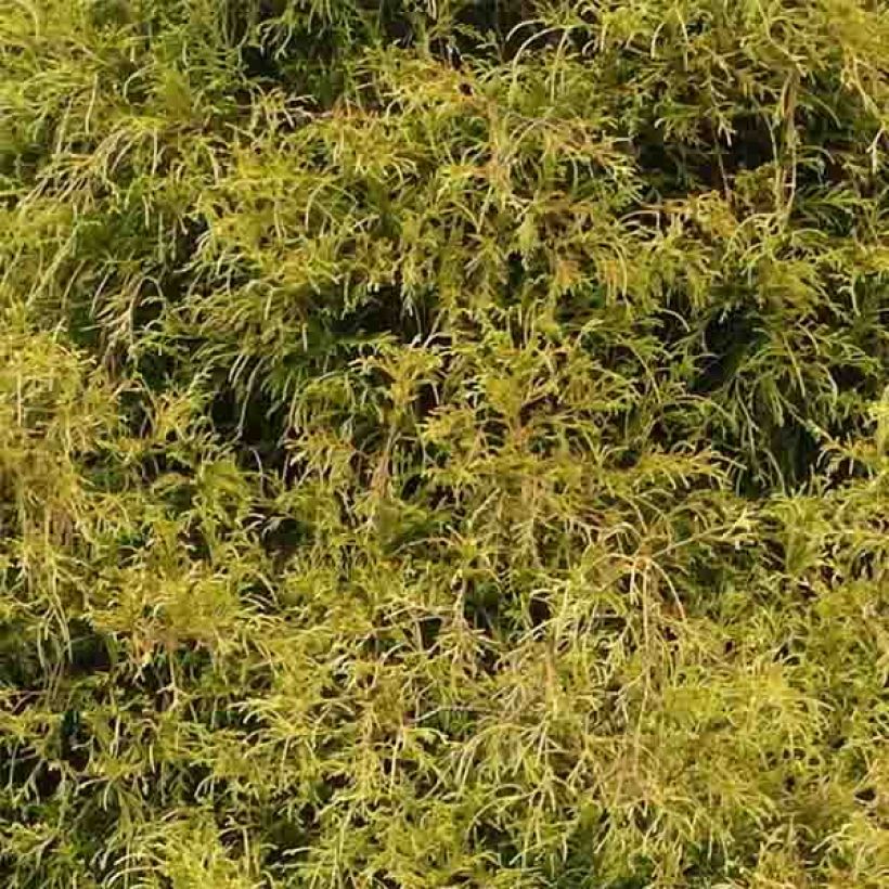 Chamaecyparis pisifera Golden Mop - Sawara Cypress (Foliage)