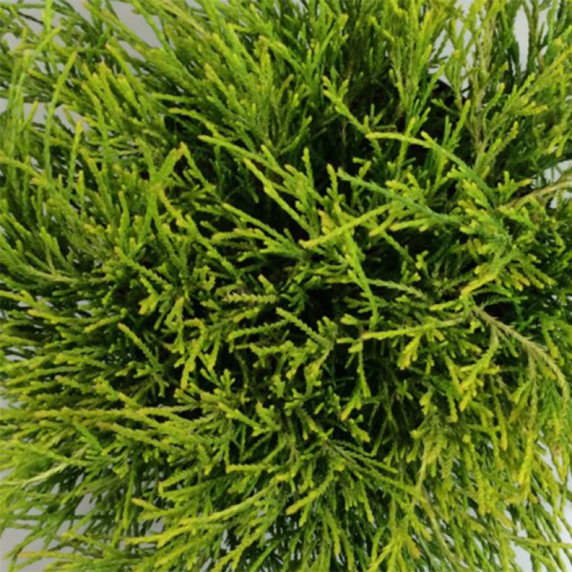 Chamaecyparis pisifera Kaatje - Sawara Cypress (Foliage)