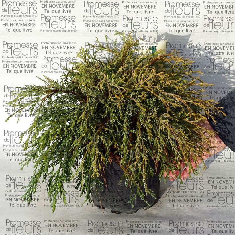 Example of Chamaecyparis pisifera Kaatje - Sawara Cypress 2L/3L pot specimen as delivered