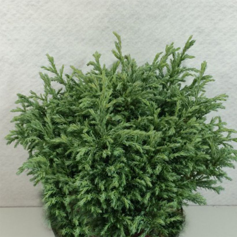 Chamaecyparis pisifera Lieve - Sawara Cypress (Plant habit)