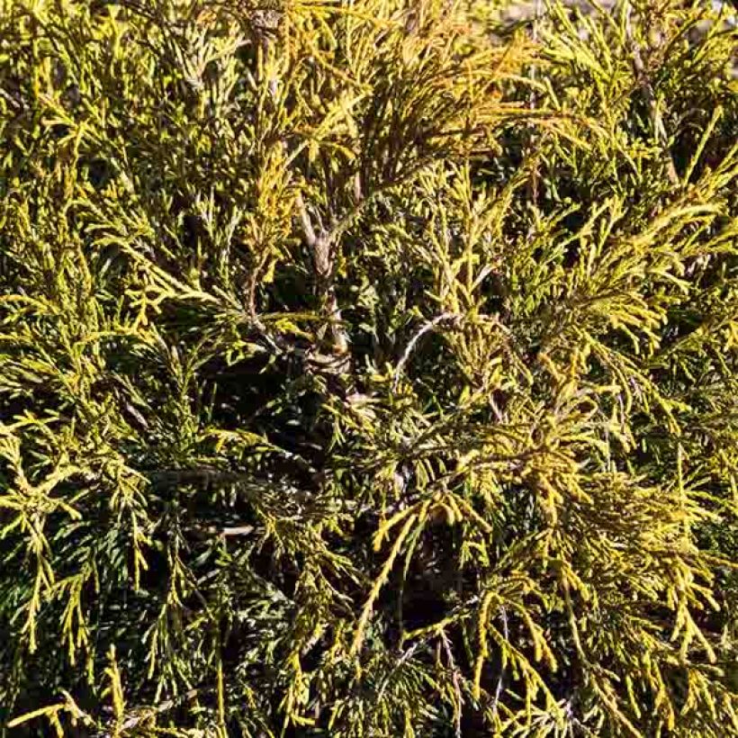 Chamaecyparis pisifera Sungold - Sawara Cypress (Foliage)