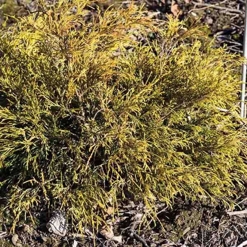 Chamaecyparis pisifera Sungold - Sawara Cypress (Plant habit)
