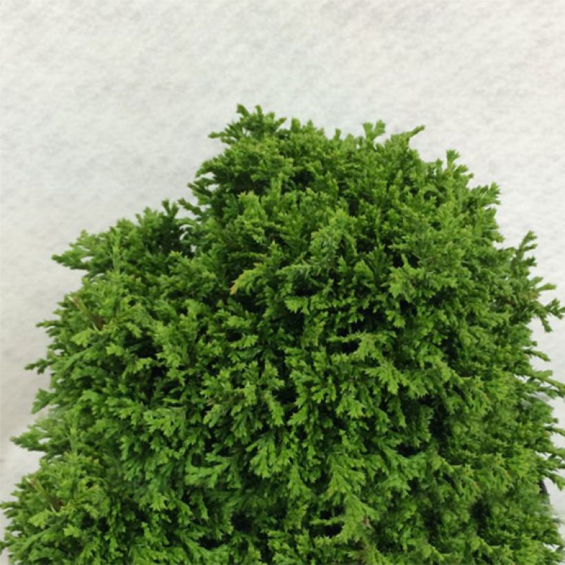 Chamaecyparis pisifera Tsukumo - Sawara Cypress (Plant habit)