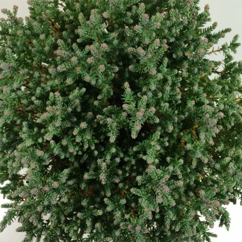 Chamaecyparis thyoides Blue Rock (Foliage)