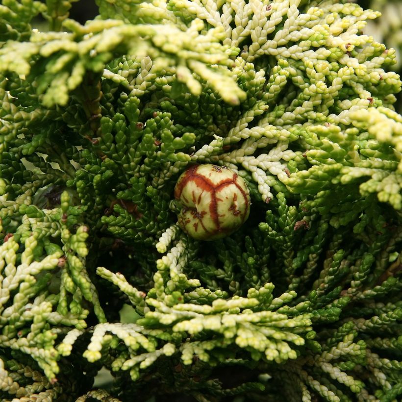 Chamaecyparis obtusa Nana Aurea - Hinoki Cypress (Harvest)