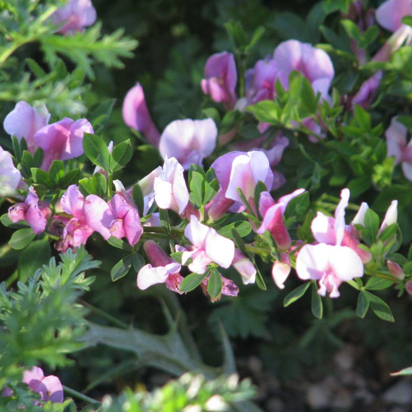 Chamaecytisus purpureus (Flowering)