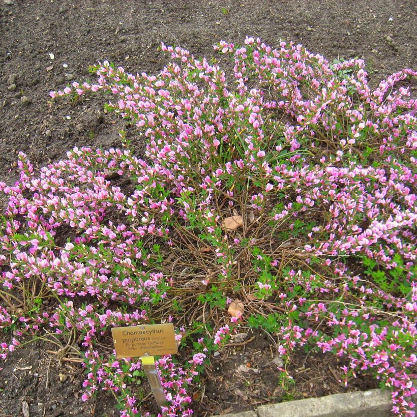 Chamaecytisus purpureus (Plant habit)