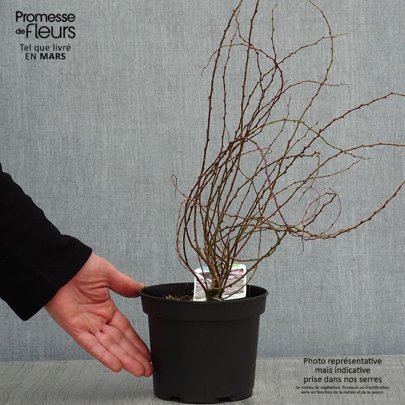 Chamaecytisus purpureus 3L/4L pot sample as delivered in winter