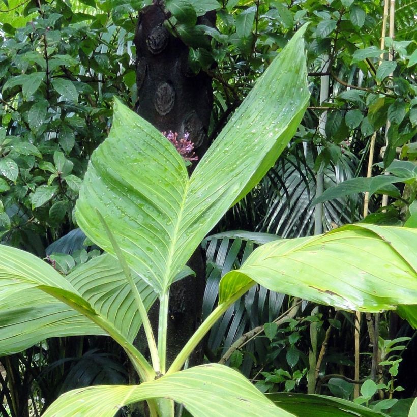 Chamaedorea ernesti-augusti - Parlour Palm (Foliage)