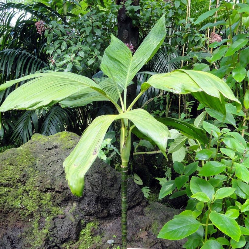 Chamaedorea ernesti-augusti - Parlour Palm (Plant habit)