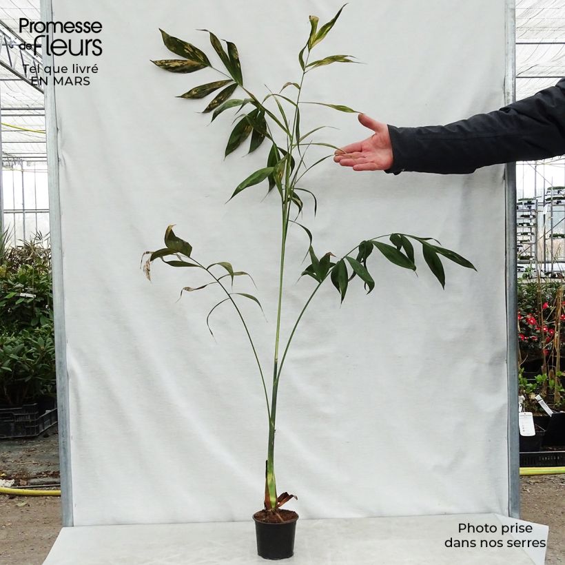 Chamaedorea klotzschiana - Parlour Palm 12cm pot sample as delivered in spring