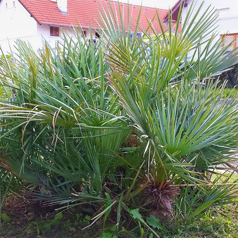 Chamaerops humilis var. cerifera - Dwarf Fan Palm (Plant habit)