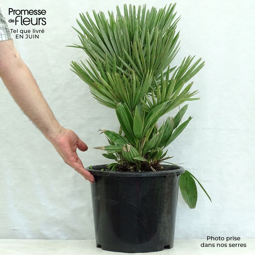 Chamaerops humilis Compacta - Dwarf Fan Palm 6L/7L pot sample as delivered in summer