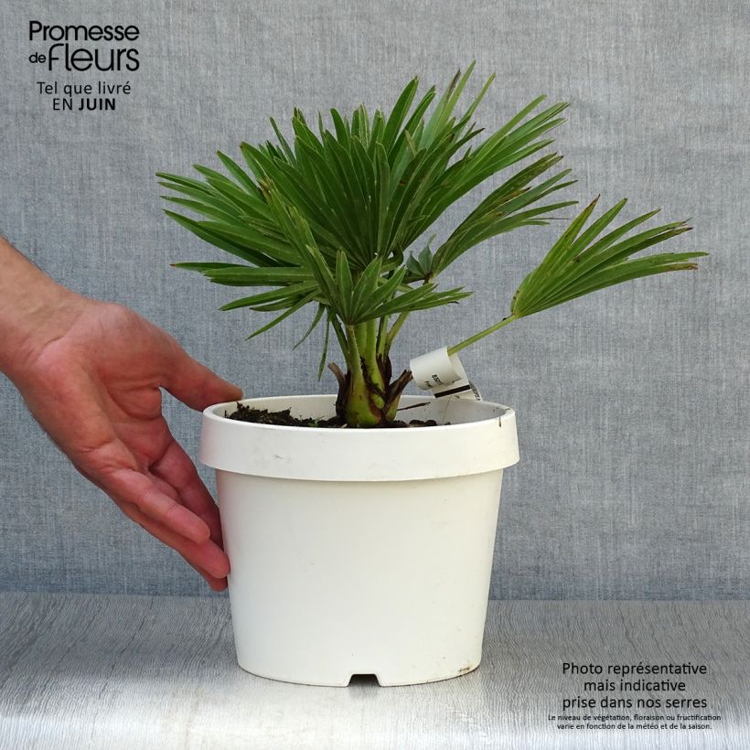 Chamaerops humilis Compacta - Dwarf Fan Palm 2L/3L pot sample as delivered in summer