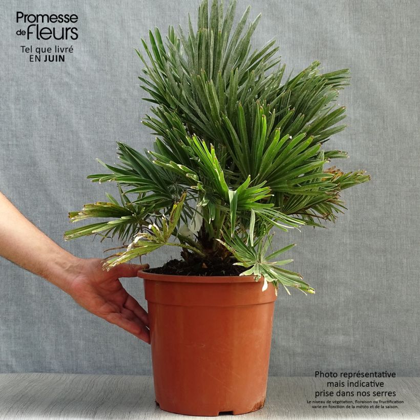 Chamaerops humilis Compacta - Dwarf Fan Palm 4L/5L pot sample as delivered in summer
