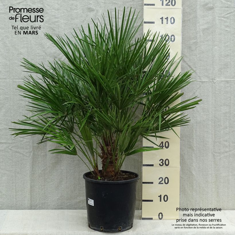 Chamaerops humilis - Dwarf Palm 7.5L/10L pot sample as delivered in summer