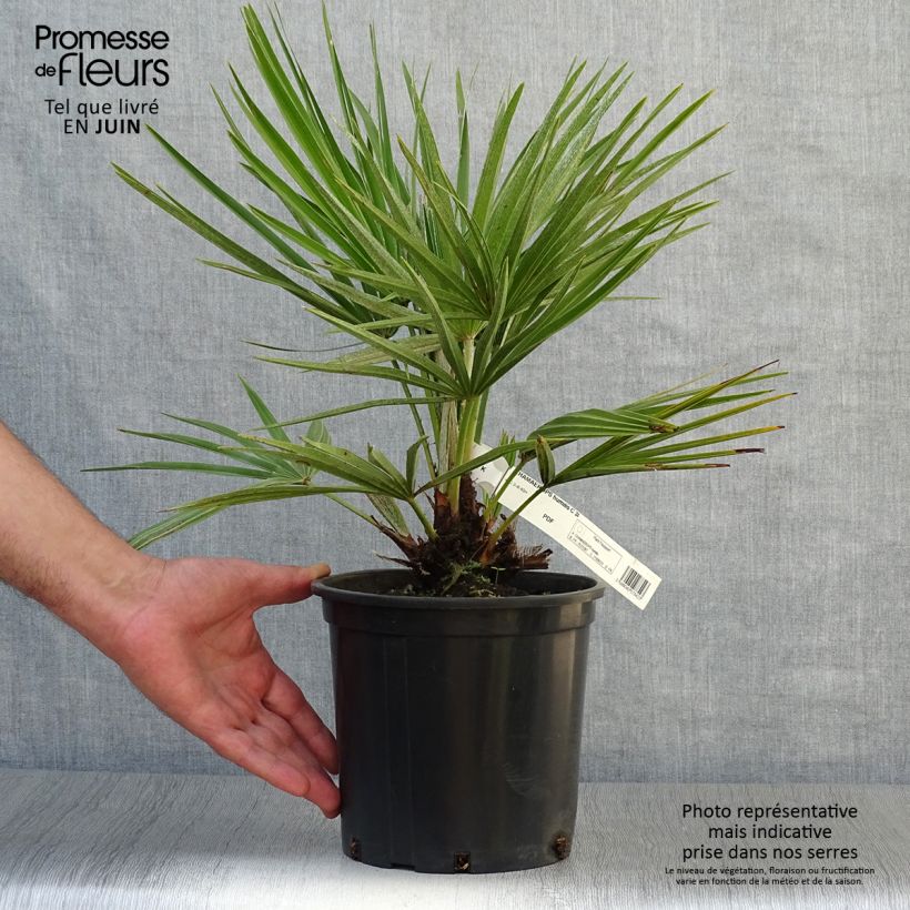 Chamaerops humilis - Dwarf Palm 2L/3L pot sample as delivered in summer