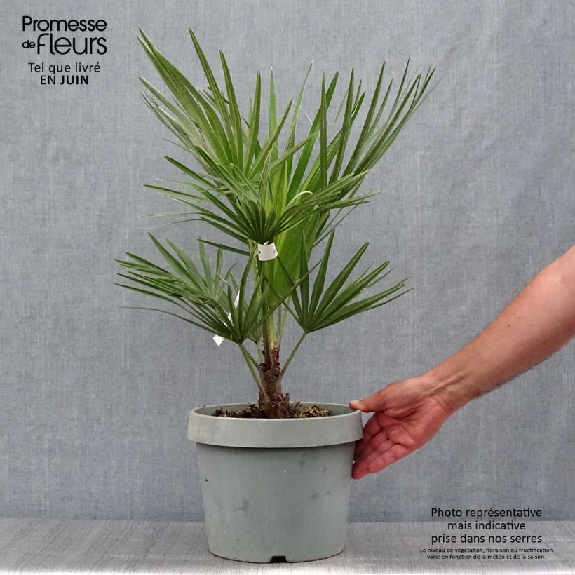 Chamaerops humilis - Dwarf Palm 6L/7L pot sample as delivered in summer