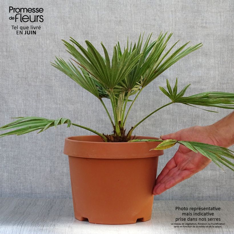 Chamaerops humilis Vulcano - Dwarf Fan Palm 4L/5L pot sample as delivered in summer