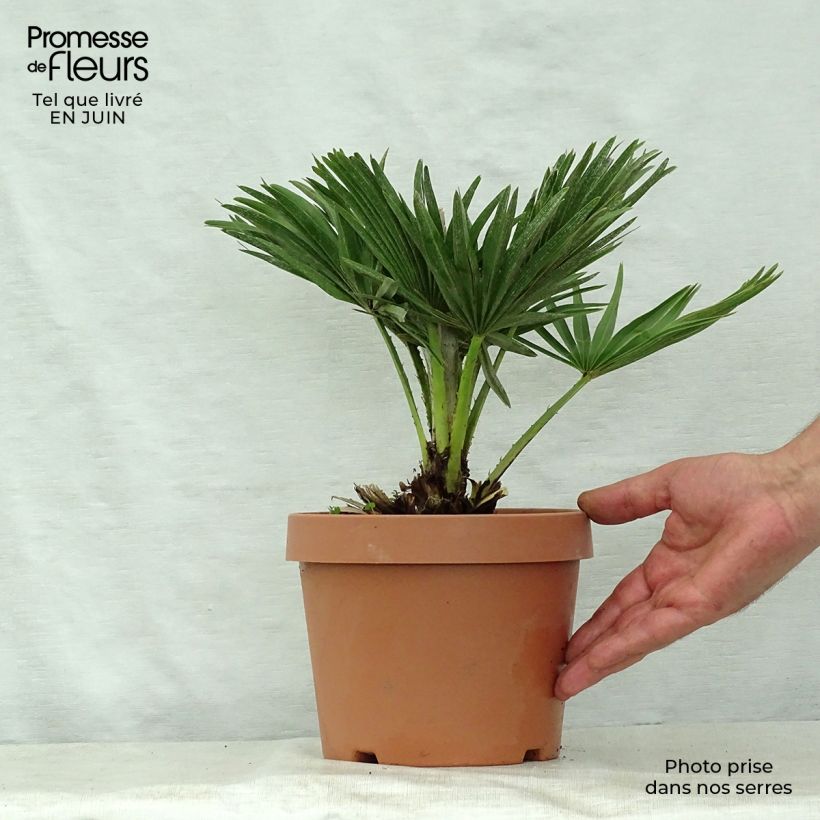 Chamaerops humilis var. cerifera - Dwarf Fan Palm 3L/4L pot sample as delivered in summer