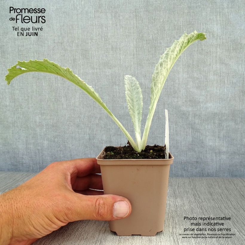 Onopordum nervosum 8/9 cm pot sample as delivered in summer