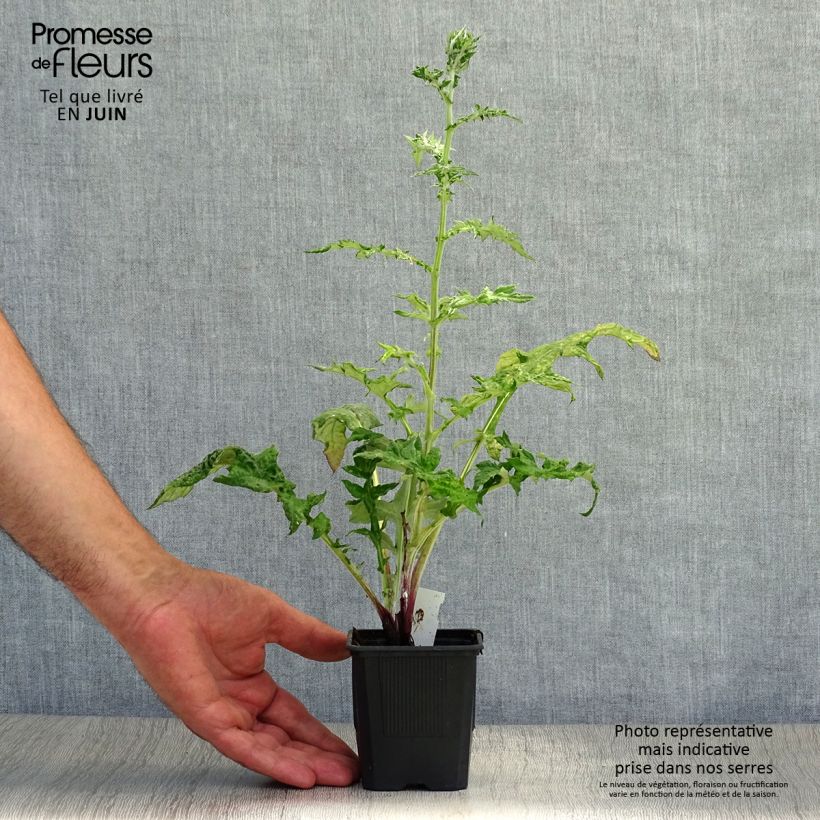 Echinops bannaticus Star Frost 8/9 cm pot sample as delivered in summer