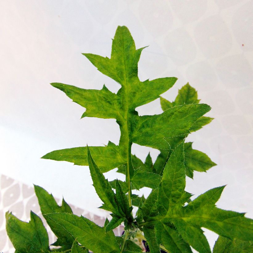 Echinops ritro (Foliage)