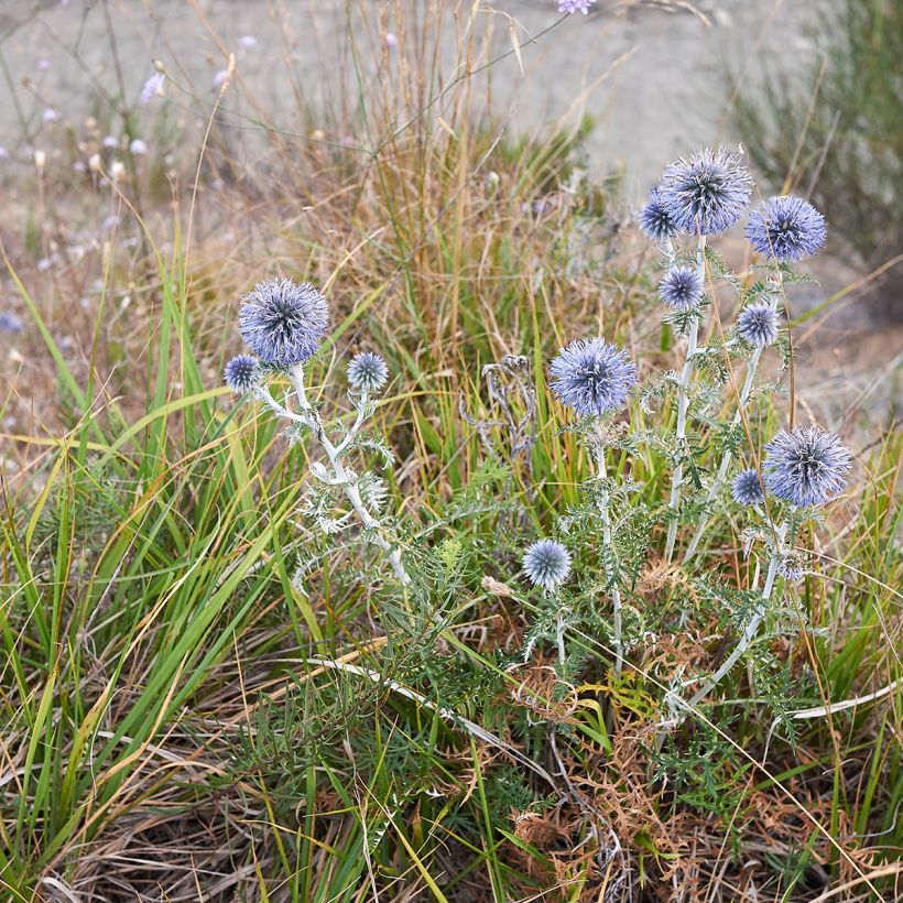 Echinops ritro (Plant habit)