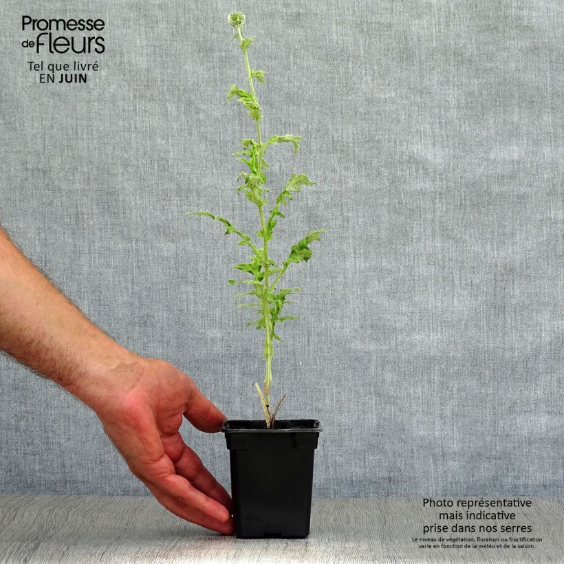 Echinops ritro 7/8 cm pot sample as delivered in summer