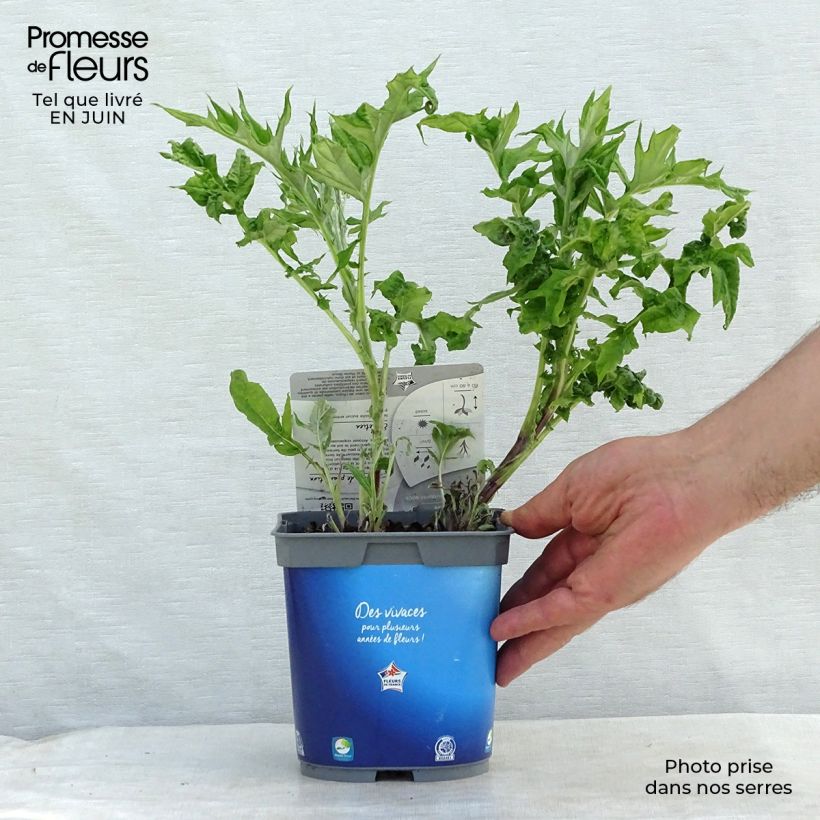 Echinops ritro 2L/3L pot sample as delivered in summer