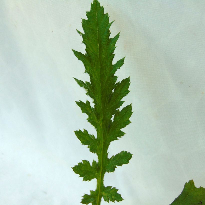 Echinops sphaerocephalum Arctic Glow (Foliage)