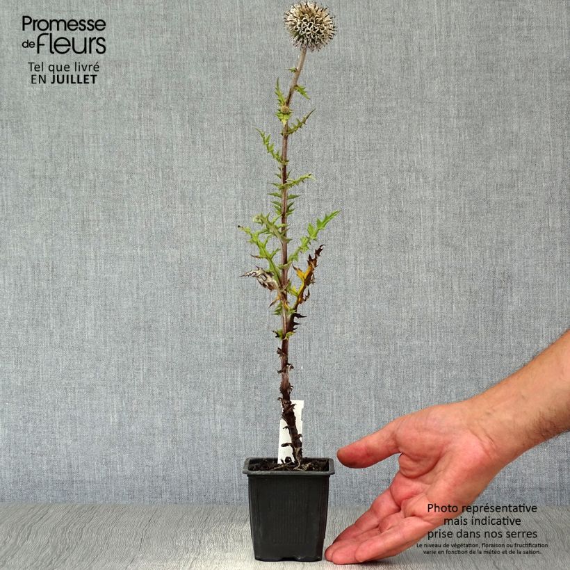Echinops sphaerocephalum Arctic Glow 8/9 cm pot sample as delivered in summer