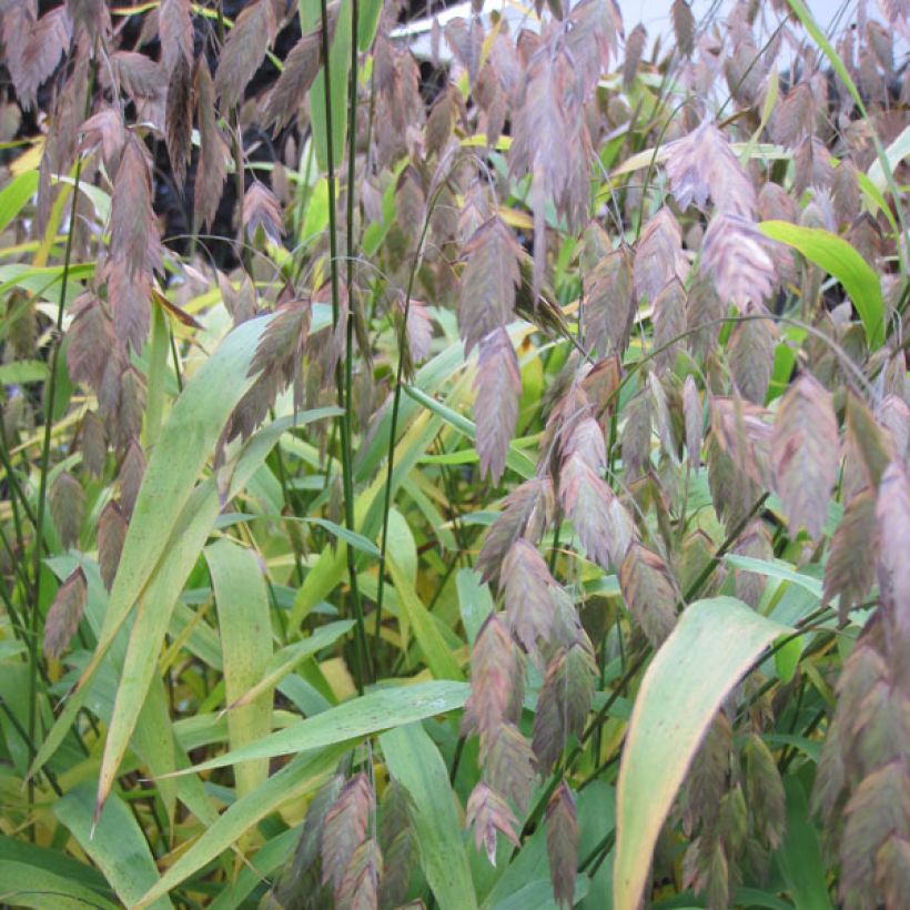 Chasmanthium latifolium (Foliage)