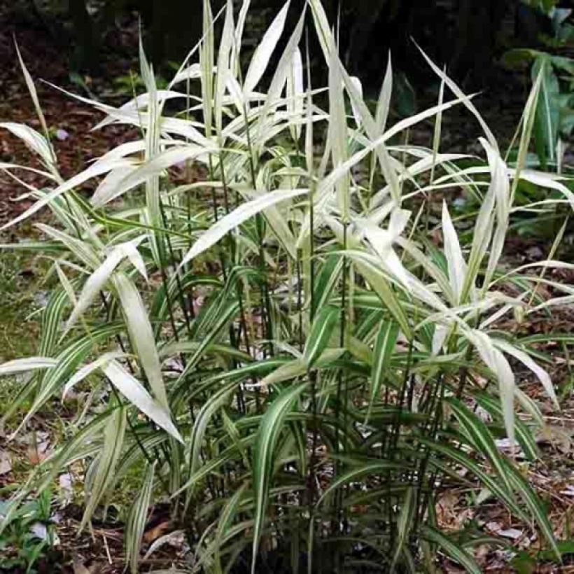 Chasmanthium latifolium River Mist (Plant habit)