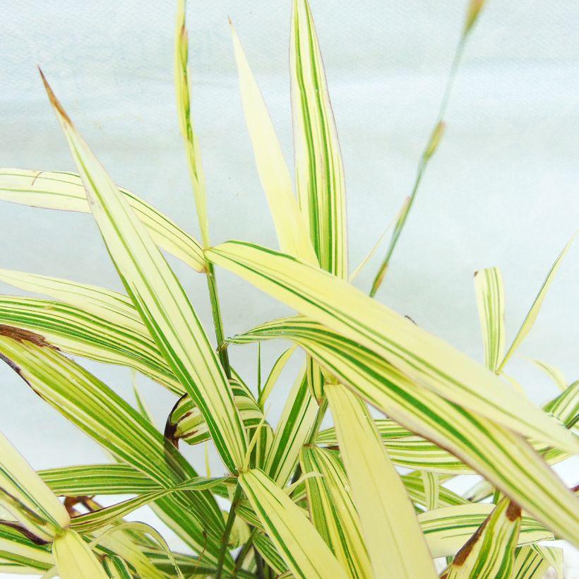 Chasmanthium latifolium River Mist (Foliage)