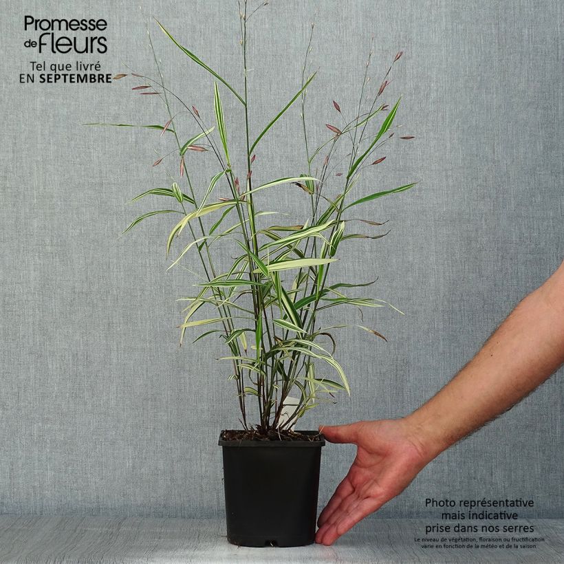 Chasmanthium latifolium River Mist 2L/3L pot sample as delivered in summer