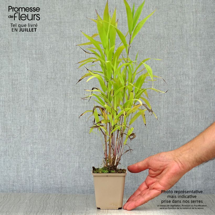 Chasmanthium latifolium 8/9 cm pot sample as delivered in summer
